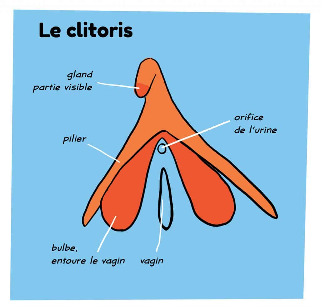 Schema du clitoris, organe sexuel chez la femme