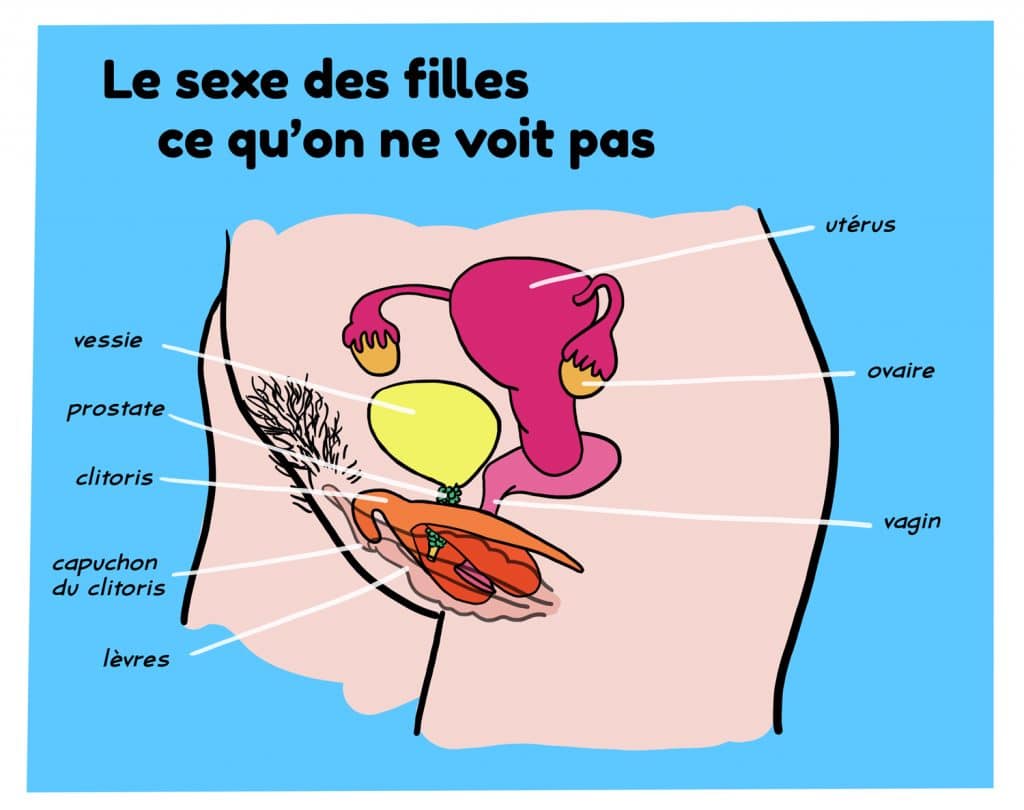 Schema du sexe feminin sur le site parlons-sexualites.fr